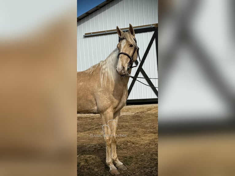 Tennessee walking horse Caballo castrado 6 años 152 cm Champán in Beattyville, KY