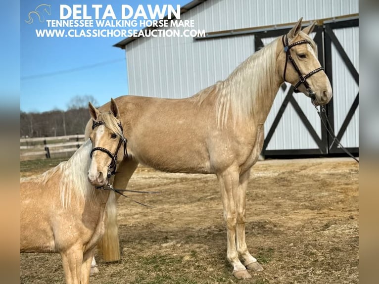 Tennessee walking horse Caballo castrado 6 años 152 cm Champán in Beattyville, KY