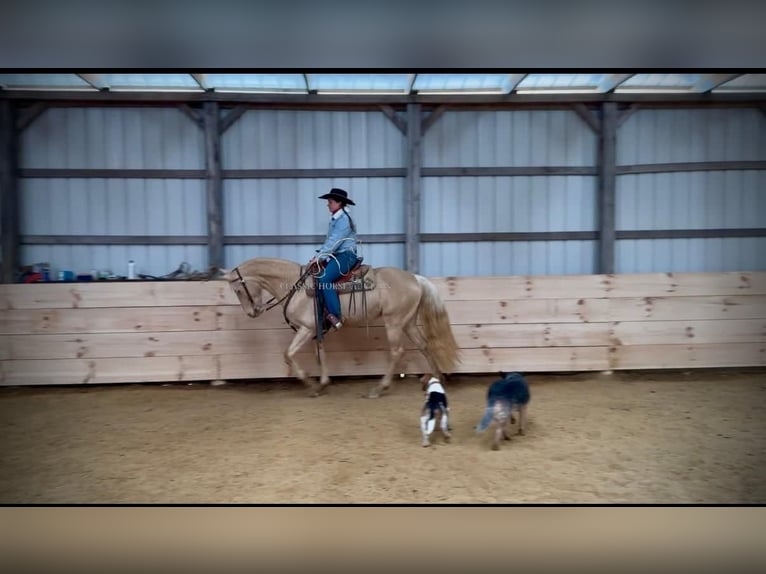 Tennessee walking horse Caballo castrado 6 años 152 cm Champán in Beattyville, KY