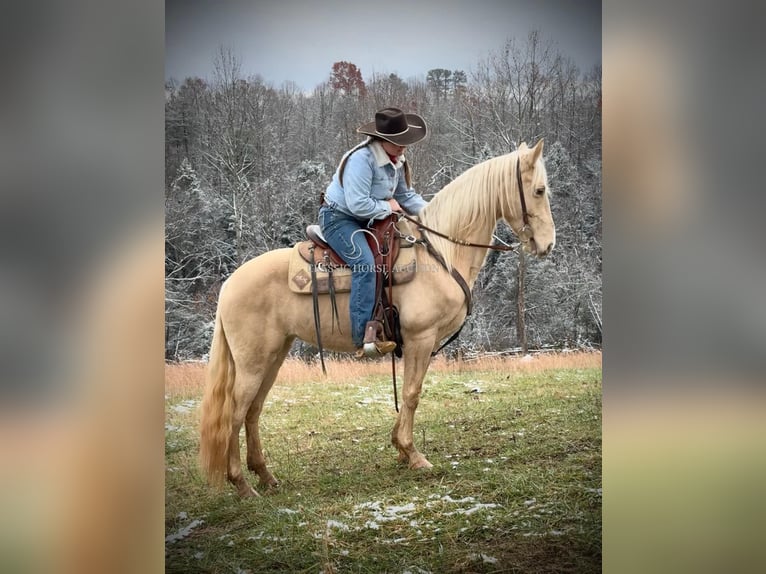 Tennessee walking horse Caballo castrado 6 años 152 cm Champán in Beattyville, KY