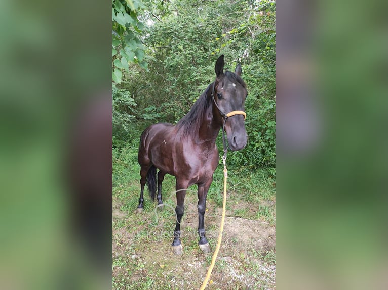 Tennessee walking horse Caballo castrado 6 años 152 cm Negro in Pine Knot, KY