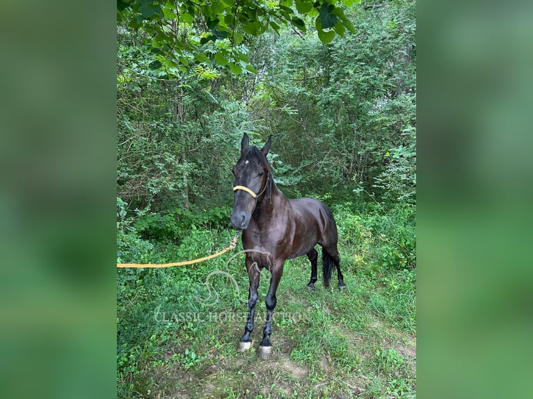 Tennessee walking horse Caballo castrado 6 años 152 cm Negro in Pine Knot, KY
