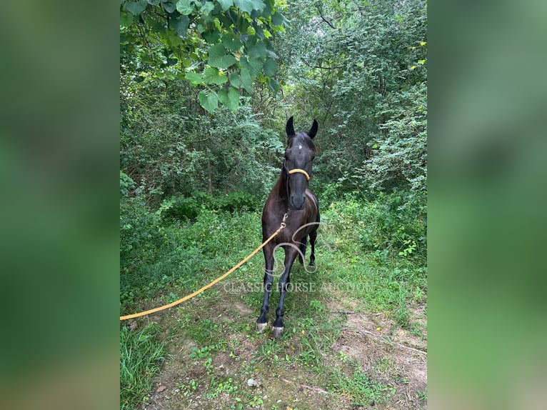 Tennessee walking horse Caballo castrado 6 años 152 cm Negro in Pine Knot, KY