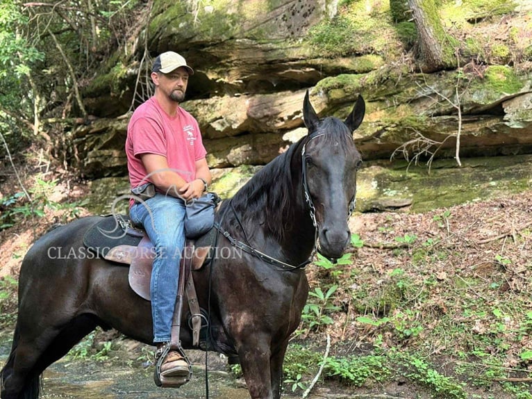 Tennessee walking horse Caballo castrado 6 años 152 cm Negro in Pine Knot, KY