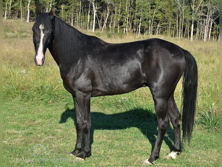 Tennessee walking horse Caballo castrado 6 años 152 cm Negro in Park Hills, MO