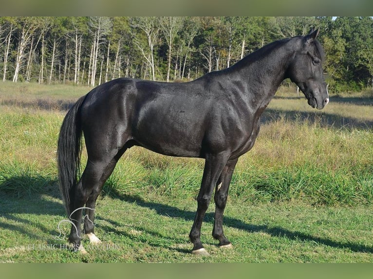 Tennessee walking horse Caballo castrado 6 años 152 cm Negro in Park Hills, MO