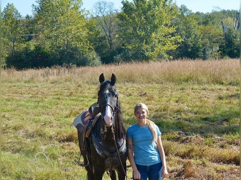 Tennessee walking horse Caballo castrado 6 años 152 cm Negro in Park Hills, MO