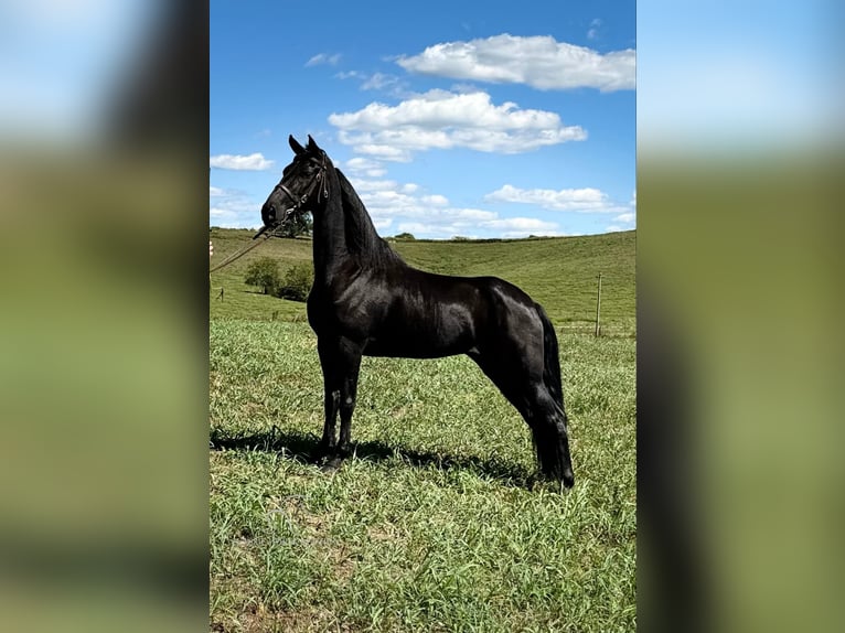 Tennessee walking horse Caballo castrado 6 años 152 cm Negro in Cynthiana