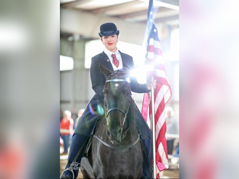 Tennessee walking horse Caballo castrado 6 años 152 cm Negro in Cynthiana