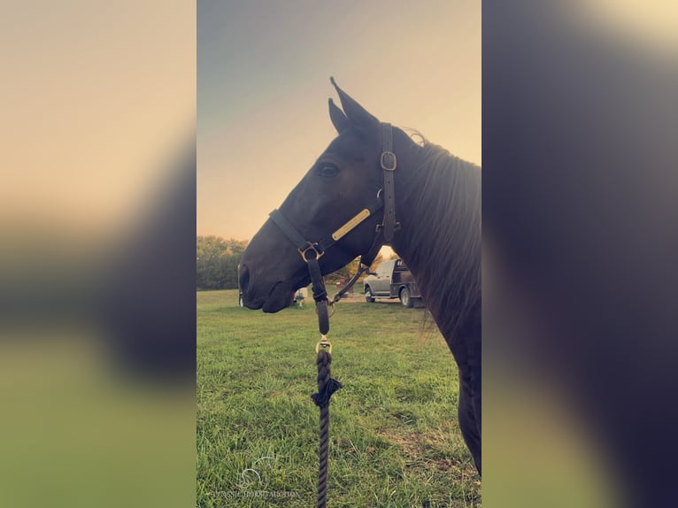 Tennessee walking horse Caballo castrado 6 años 152 cm Negro in Cynthiana