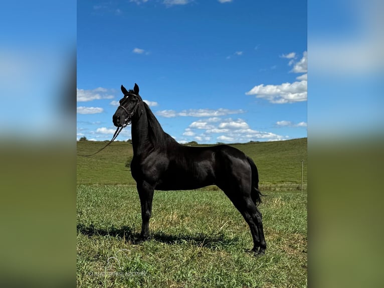 Tennessee walking horse Caballo castrado 6 años 152 cm Negro in Cynthiana