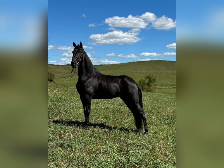 Tennessee walking horse Caballo castrado 6 años 152 cm Negro in Cynthiana