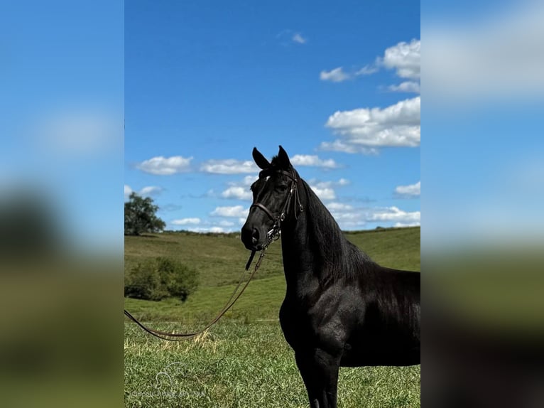 Tennessee walking horse Caballo castrado 6 años 152 cm Negro in Cynthiana