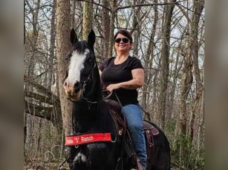 Tennessee walking horse Caballo castrado 6 años 152 cm Negro in Otis Orchards, WA