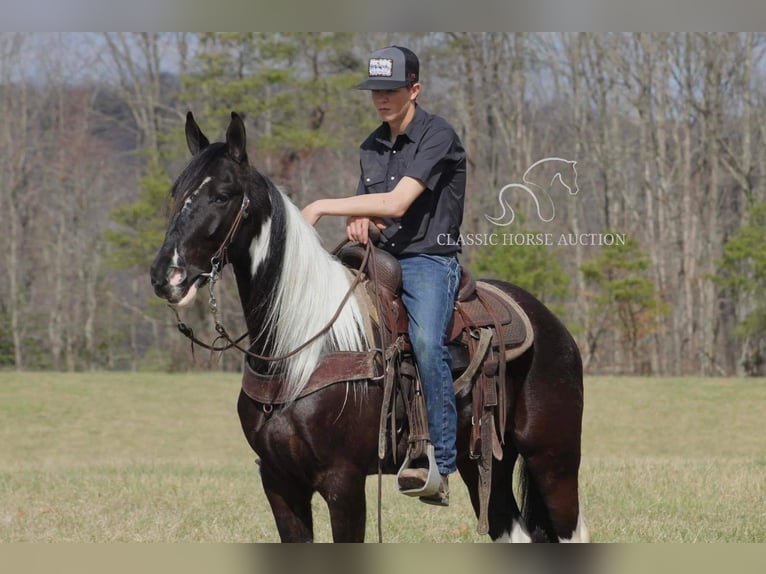 Tennessee walking horse Caballo castrado 6 años 152 cm Negro in Whitley Cityky