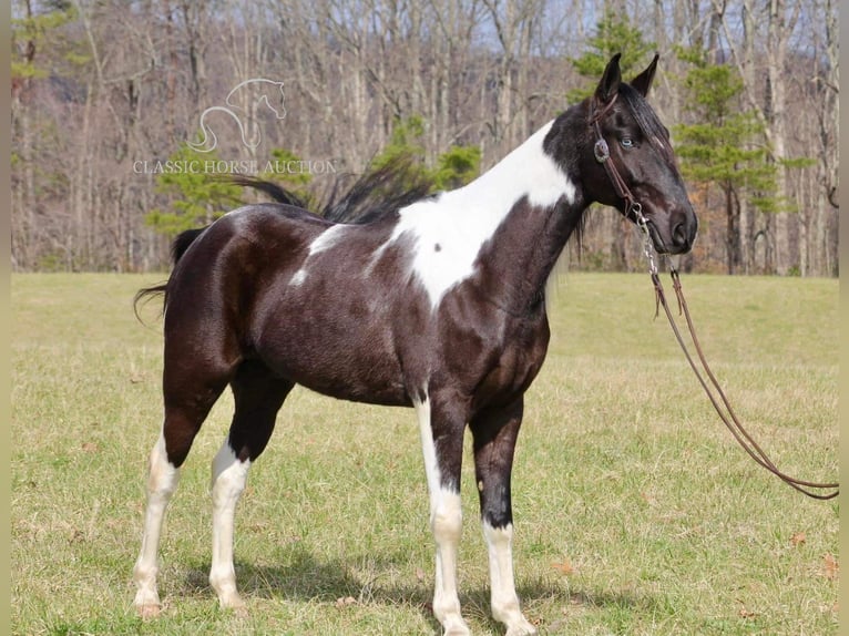 Tennessee walking horse Caballo castrado 6 años 152 cm Negro in Whitley Cityky