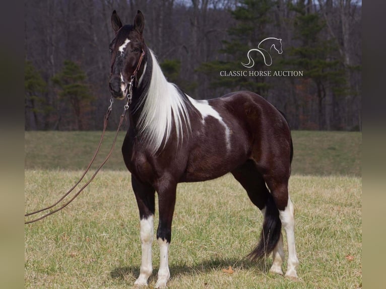 Tennessee walking horse Caballo castrado 6 años 152 cm Negro in Whitley Cityky