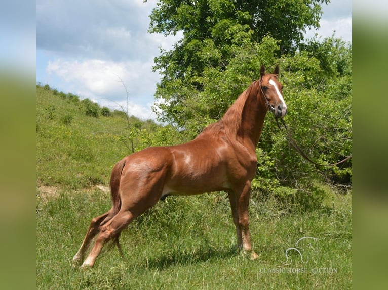 Tennessee walking horse Caballo castrado 6 años 152 cm Palomino in Hustonville, KY