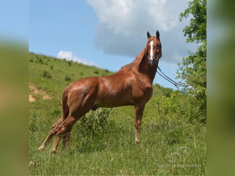 Tennessee walking horse Caballo castrado 6 años 152 cm Palomino in Hustonville, KY