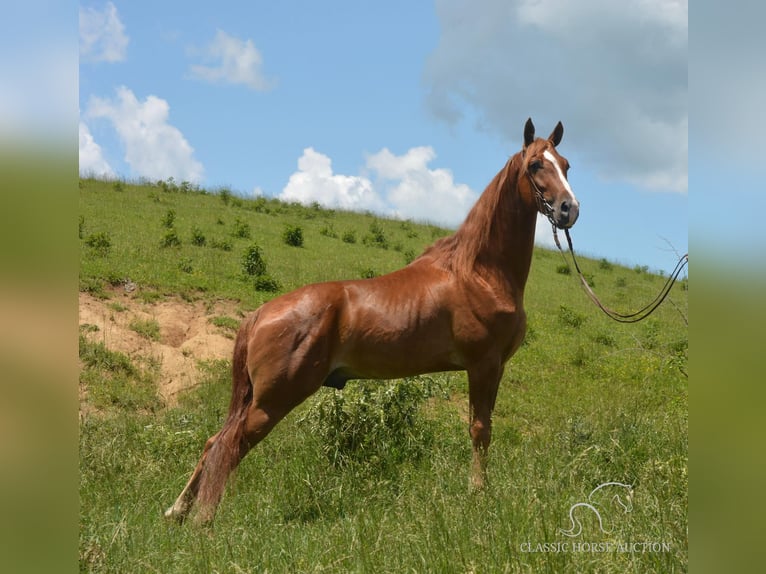 Tennessee walking horse Caballo castrado 6 años 152 cm Palomino in Hustonville, KY