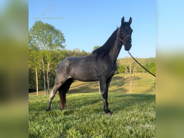 Tennessee walking horse Caballo castrado 6 años 152 cm Ruano azulado in Gruetli Laager, TN