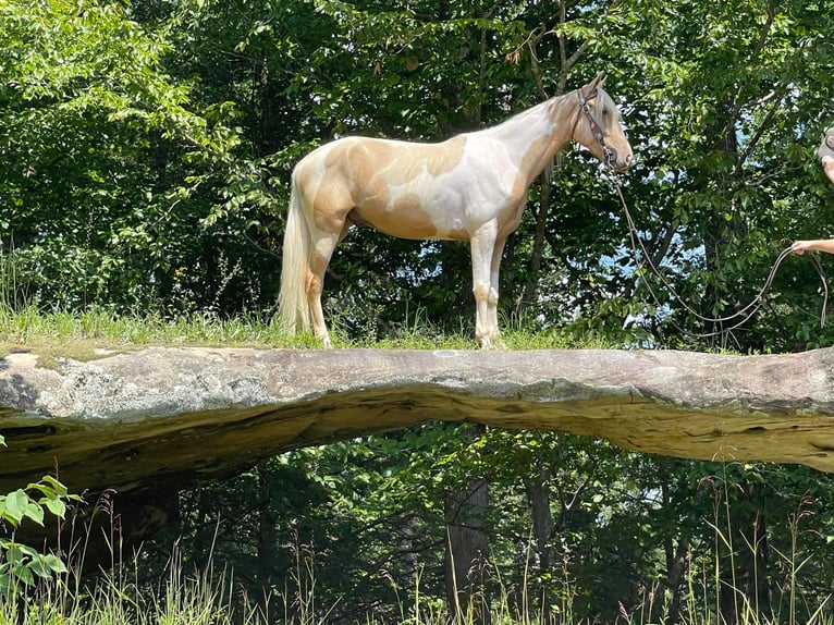 Tennessee walking horse Caballo castrado 6 años 152 cm Tobiano-todas las-capas in Whitley City