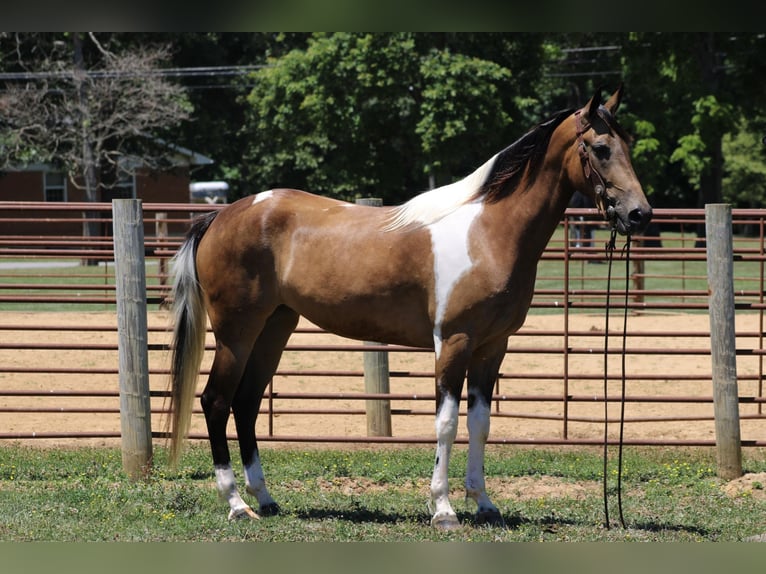 Tennessee walking horse Caballo castrado 6 años 152 cm Tobiano-todas las-capas in Sanaroa Ky