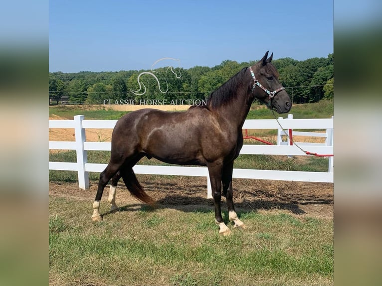 Tennessee walking horse Caballo castrado 6 años 152 cm Tobiano-todas las-capas in Boonville, IN