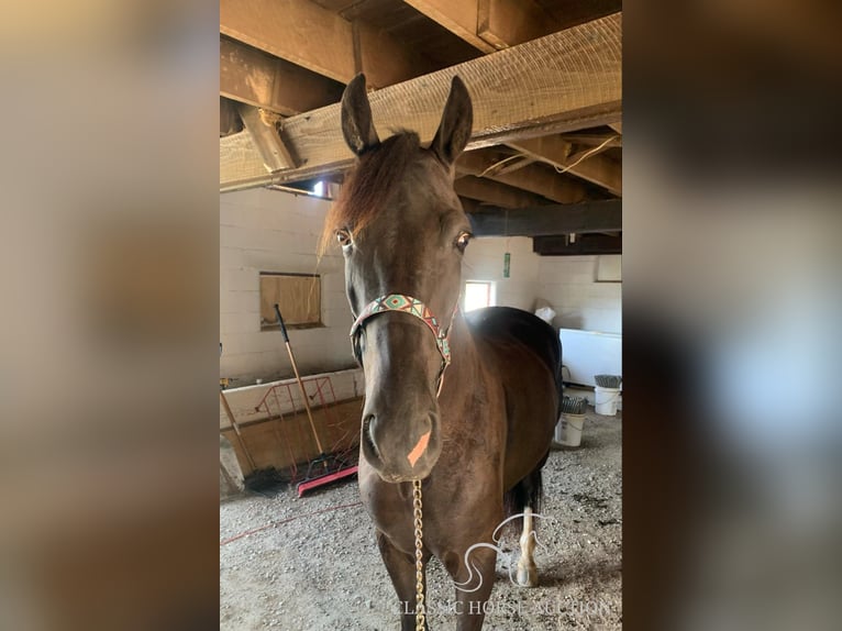 Tennessee walking horse Caballo castrado 6 años 152 cm Tobiano-todas las-capas in Boonville, IN