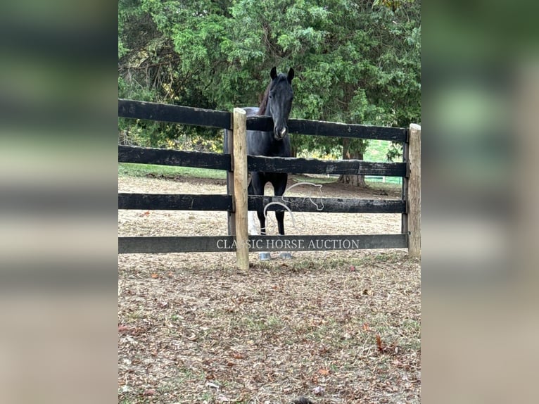 Tennessee walking horse Caballo castrado 6 años 152 cm Tobiano-todas las-capas in Boonville, IN