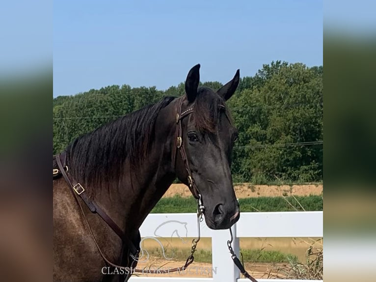 Tennessee walking horse Caballo castrado 6 años 152 cm Tobiano-todas las-capas in Boonville, IN