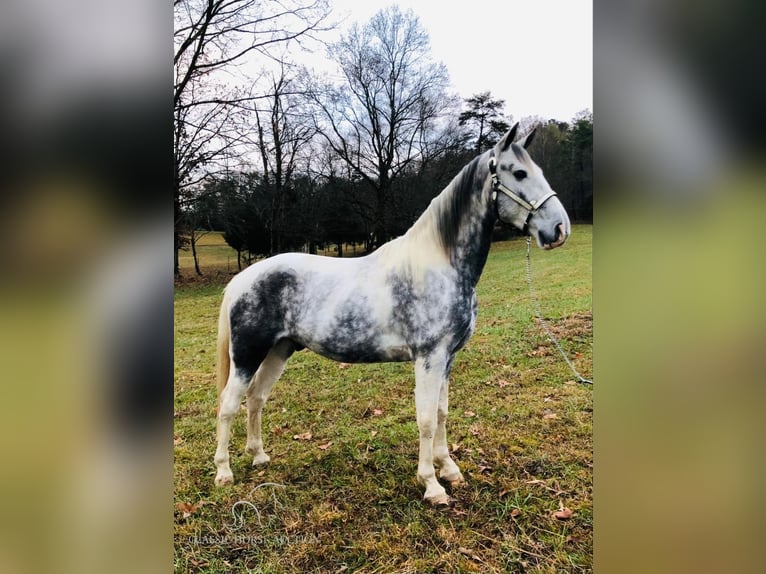 Tennessee walking horse Caballo castrado 6 años 152 cm Tordo in Rockholds, KY