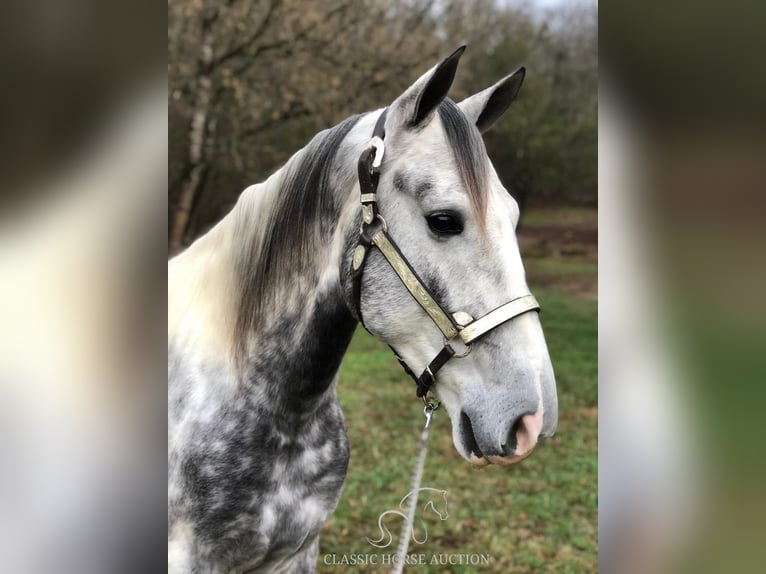 Tennessee walking horse Caballo castrado 6 años 152 cm Tordo in Rockholds, KY