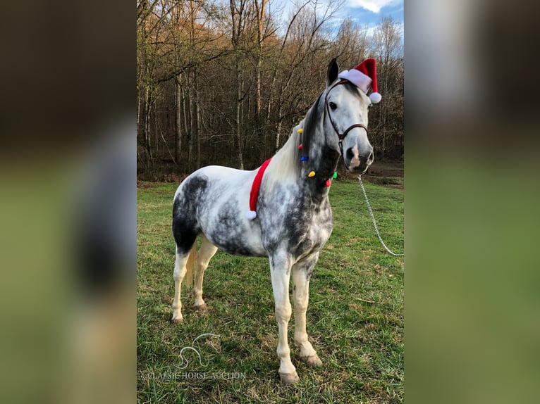 Tennessee walking horse Caballo castrado 6 años 152 cm Tordo in Rockholds, KY