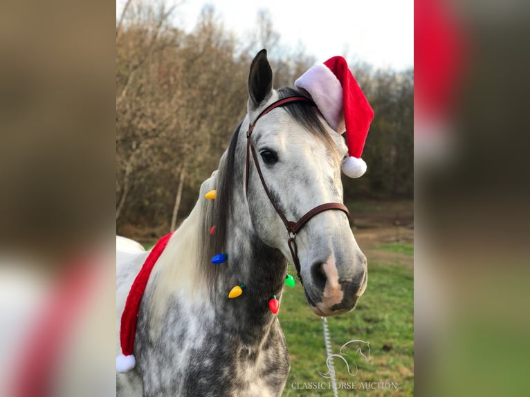 Tennessee walking horse Caballo castrado 6 años 152 cm Tordo in Rockholds, KY