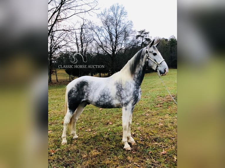 Tennessee walking horse Caballo castrado 6 años 152 cm Tordo in Rockholds, KY