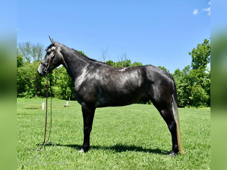 Tennessee walking horse Caballo castrado 6 años 152 cm Tordo in Salt Lick, KY