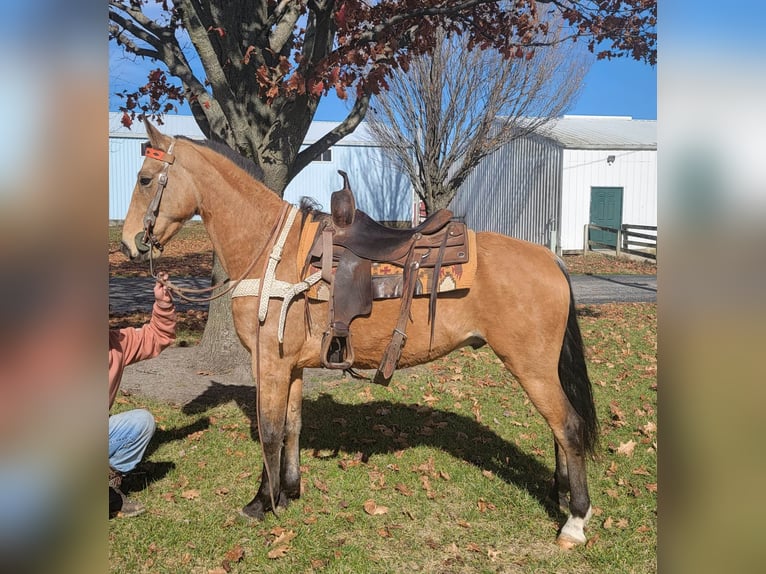 Tennessee walking horse Caballo castrado 6 años 155 cm Buckskin/Bayo in Charleston IL