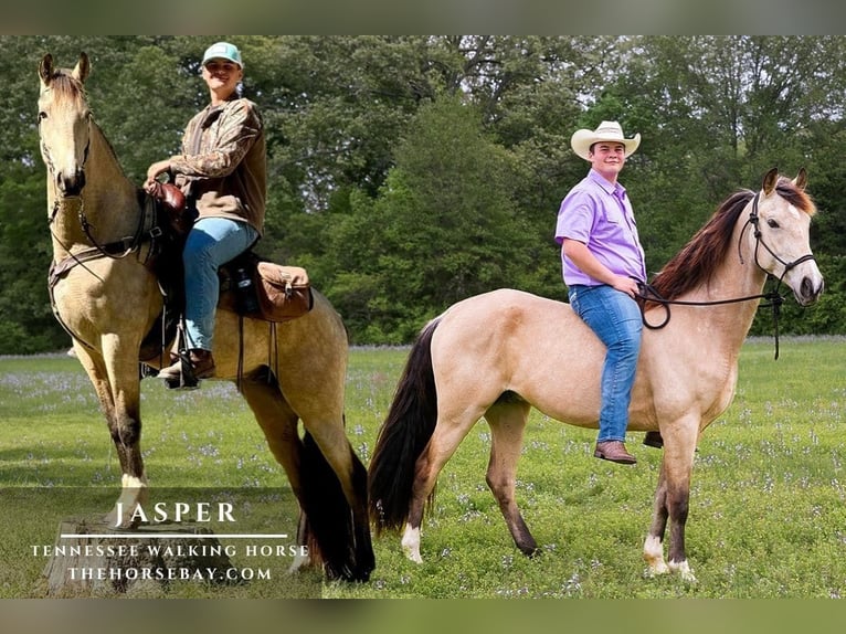 Tennessee walking horse Caballo castrado 6 años 160 cm Buckskin/Bayo in Shannon, MS