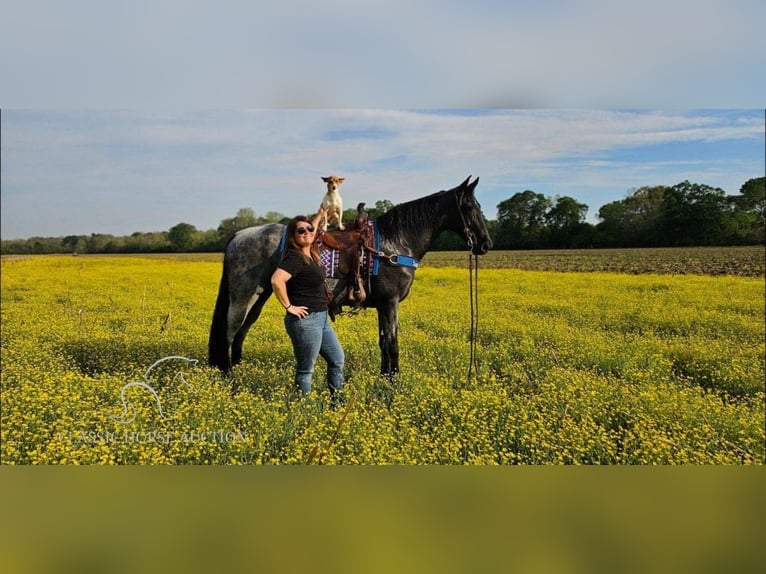 Tennessee walking horse Caballo castrado 6 años 163 cm Ruano azulado in Gillsville, GA