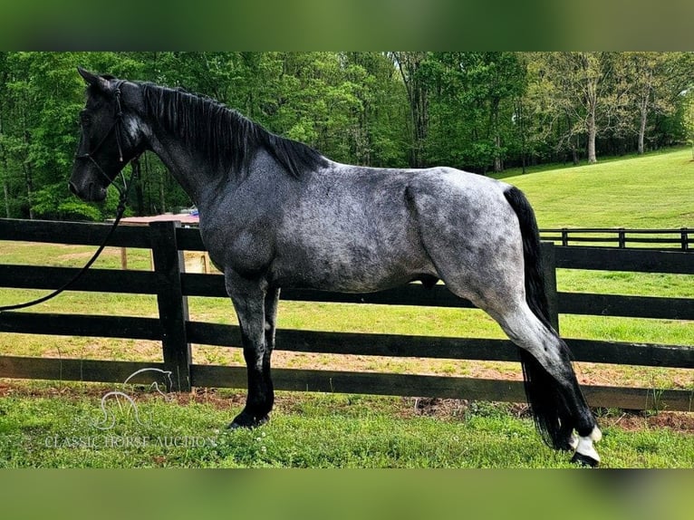 Tennessee walking horse Caballo castrado 6 años 163 cm Ruano azulado in Gillsville, GA