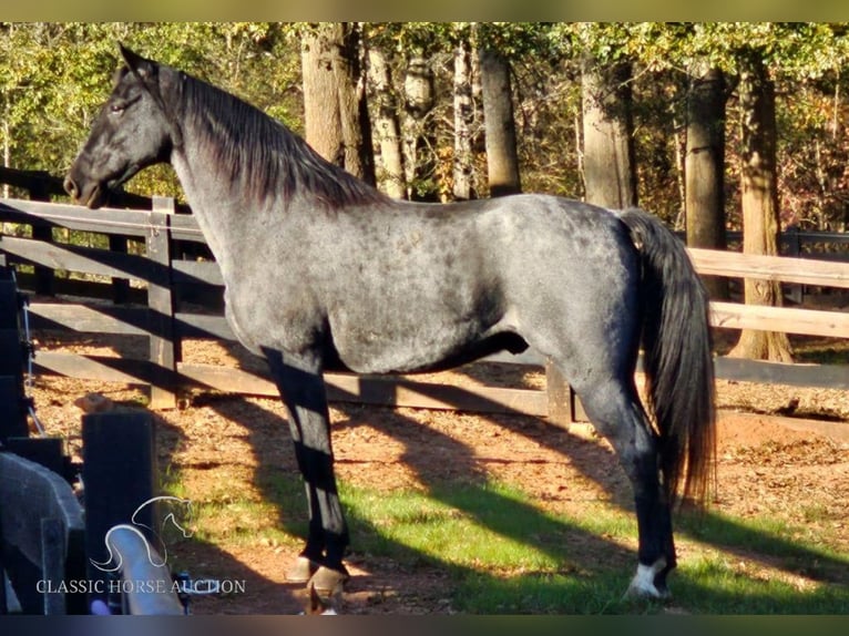 Tennessee walking horse Caballo castrado 6 años 163 cm Ruano azulado in Gillsville, GA