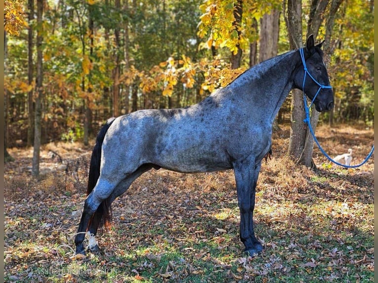 Tennessee walking horse Caballo castrado 6 años 163 cm Ruano azulado in Gillsville, GA