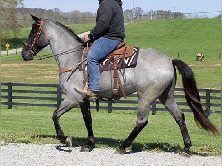 Tennessee walking horse Caballo castrado 6 años 163 cm Ruano azulado in Los Angeles