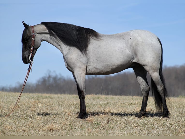 Tennessee walking horse Caballo castrado 6 años 163 cm Ruano azulado in Norwich