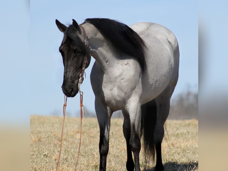 Tennessee walking horse Caballo castrado 6 años 163 cm Ruano azulado in Norwich