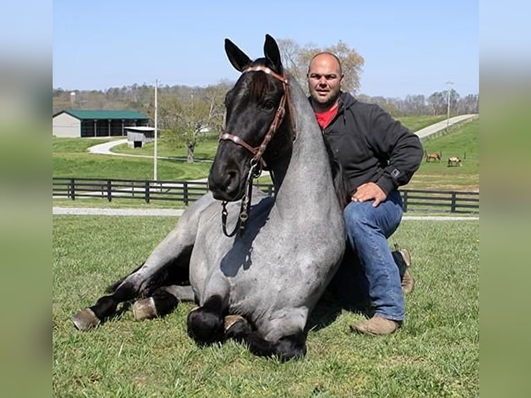 Tennessee walking horse Caballo castrado 6 años 163 cm Ruano azulado in Clarksville