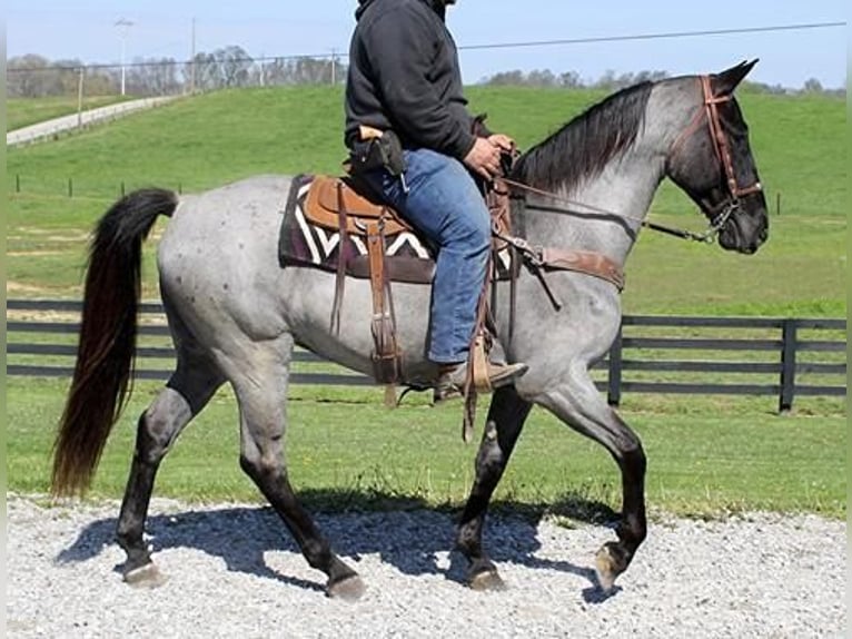 Tennessee walking horse Caballo castrado 6 años 163 cm Ruano azulado in Clarksville