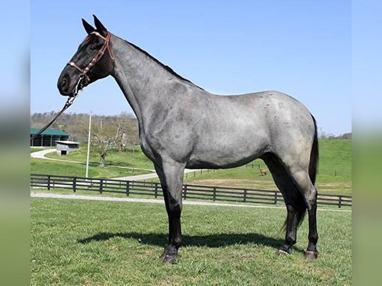 Tennessee walking horse Caballo castrado 6 años 163 cm Ruano azulado in Clarksville