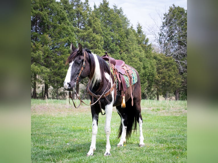 Tennessee walking horse Caballo castrado 6 años 163 cm Tobiano-todas las-capas in Greensboro Ky